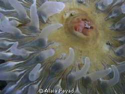 Painted anemone in Bamfield on the west coast of Vancouve... by Alaia Fayad 